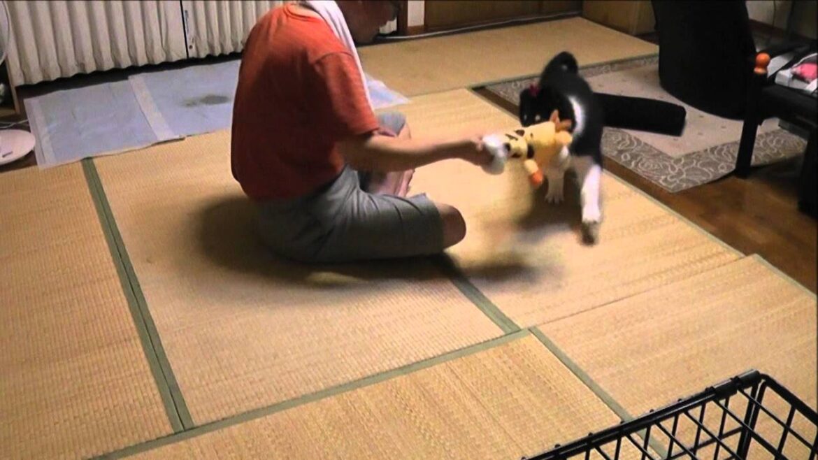 ラフコリー：おーちゃんと遊ぼう