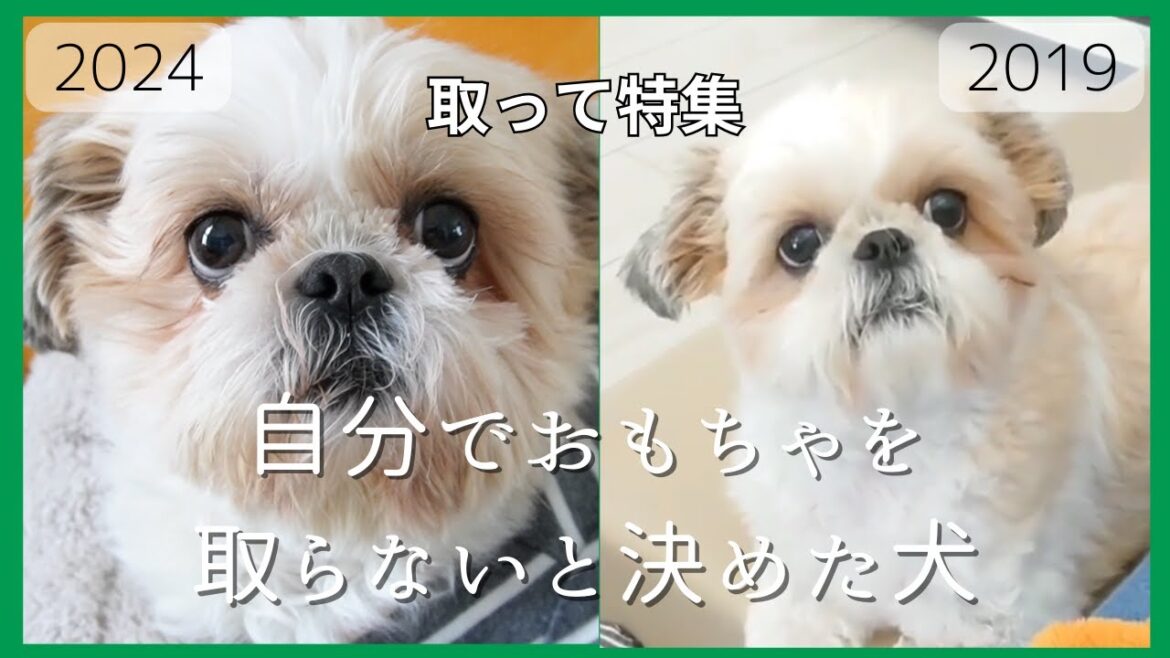 【シーズー】5年間 きっと彼は執事がいる富裕層だと勘違いしているwww~多頭飼い~チワワ・シーズー・ミニチュアピンシャー・トイプードル 【シーズー】5年間 きっと彼は執事がいる富裕層だと勘違いしているwww~多頭飼い~チワワ・シーズー・ミニチュアピンシャー・トイプードル