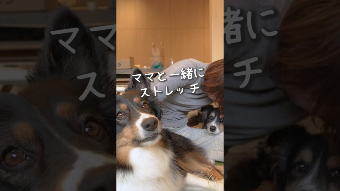 ママと一緒にストレッチするオゥシーが可愛い　#オーストラリアンシェパード #ボーダーコリー #dog