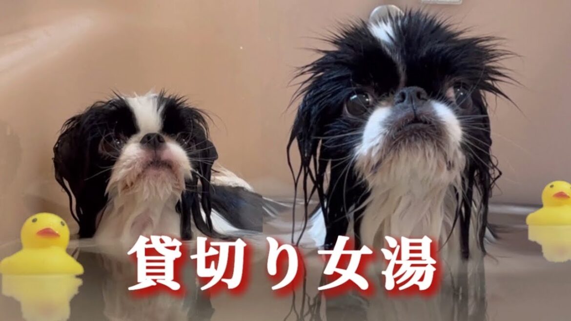 1か月振りの風呂が気持ち良すぎた狆犬【のぞき見厳禁】