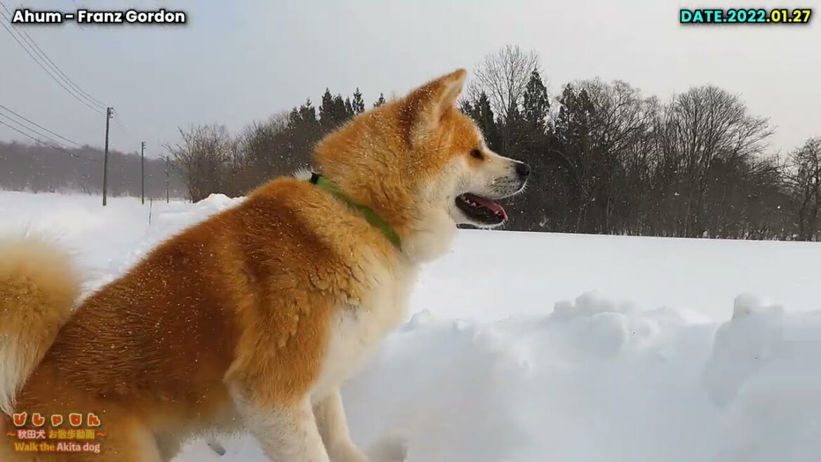 ★４年日記★〖＃5〗 秋田犬の成長の記録 １月２７日 【びしゃもん】