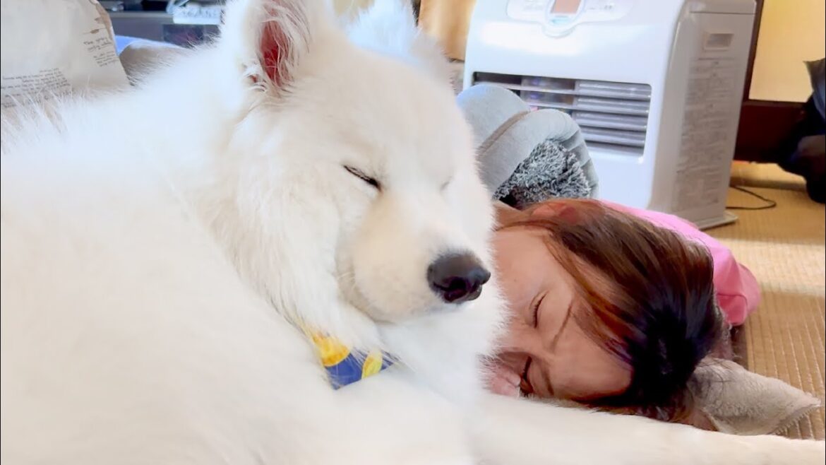 叔母を寝かしつけてたら自分も眠ってしまった犬が可愛すぎました…。【サモエド】 叔母を寝かしつけてたら自分も眠ってしまった犬が可愛すぎました…。【サモエド】
