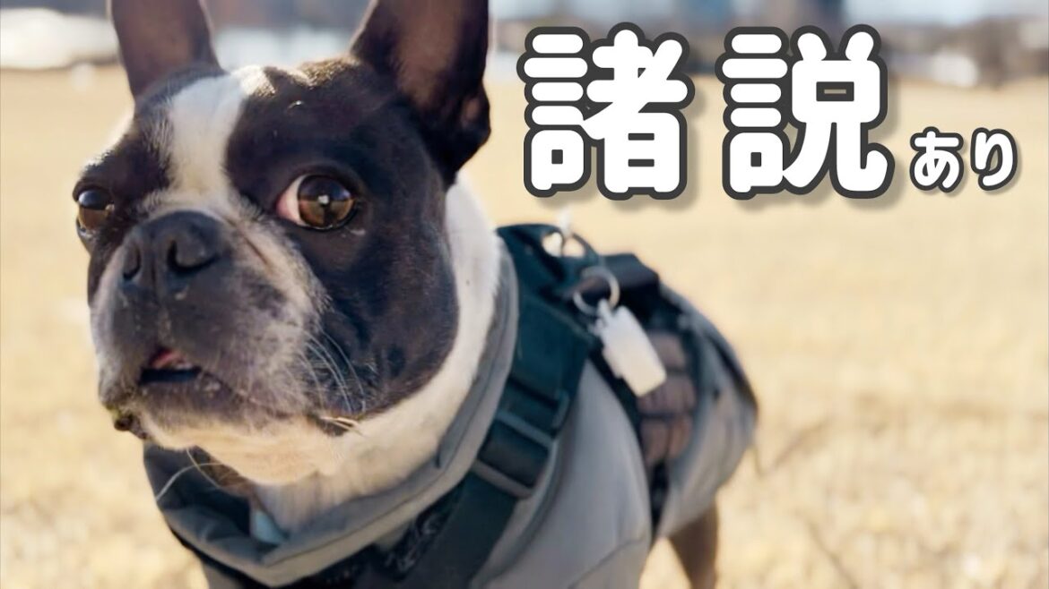 愛犬を呼び戻す方法/個人の意見です（笑）/ボストンテリア/信州の冬散歩