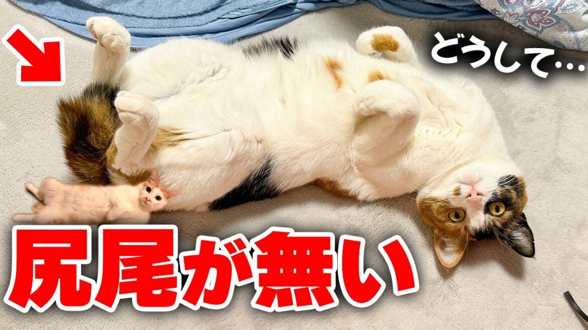 どうしてうちの猫に尻尾がないのか調べてみたら意外な事実が判明しました…！