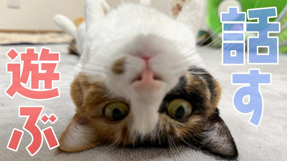 【🔴】猫たちと深夜に話す。