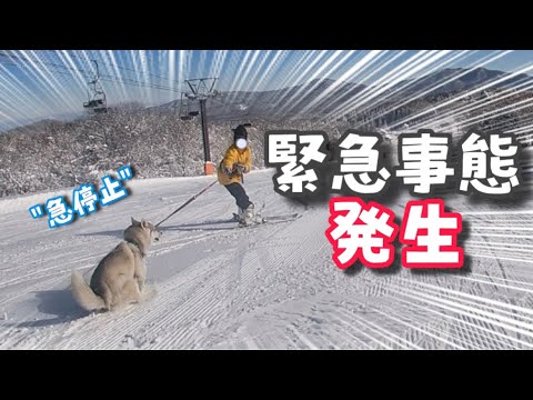 初めてのスキー中に愛犬ハスキー急停止…!緊急事態で大パニック… 初めてのスキー中に愛犬ハスキー急停止…!緊急事態で大パニック…