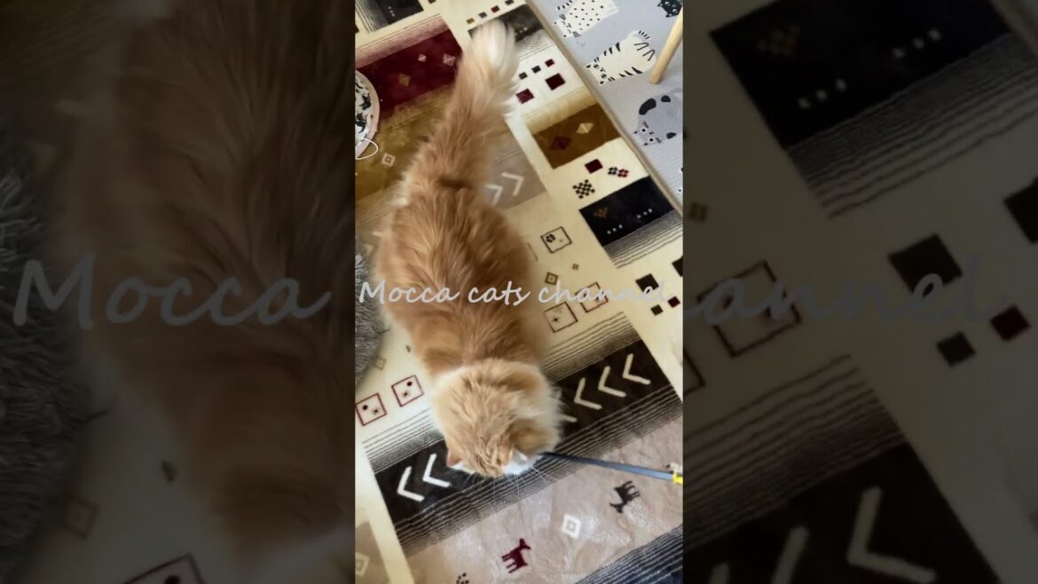 猫は黒色がお好き？ #shorts  #猫 #アメリカンカール #cat