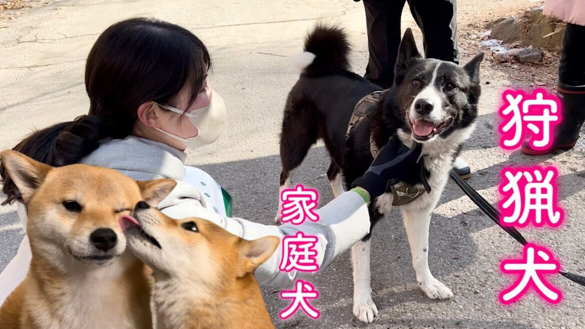 町を守るスーパー犬に会いに行きました！
