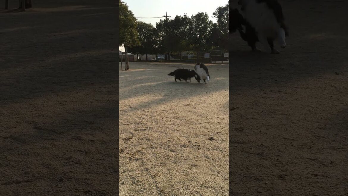 微笑ましいなり #dog #ショート