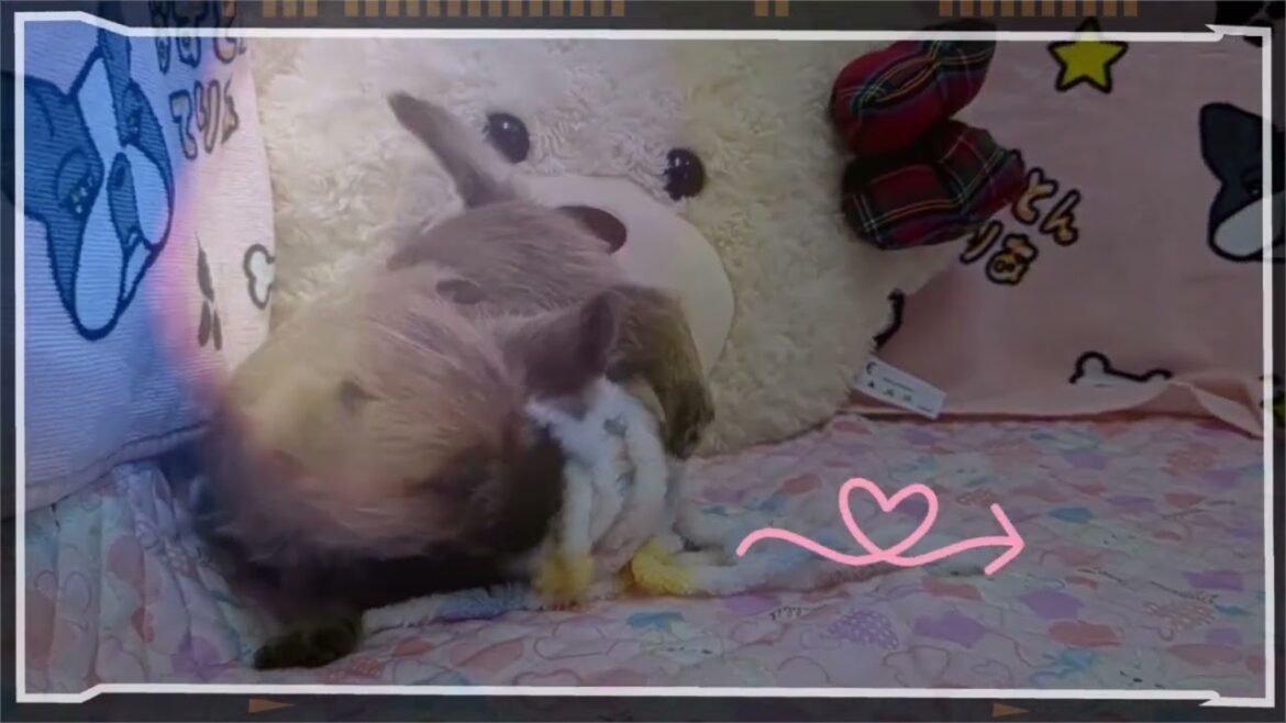 ケアンテリア2024年1月8日生まれ♀1♂4 #dog #ケアーンテリア#ブリーダー ケアンテリア2024年1月8日生まれ♀1♂4 #dog #ケアーンテリア#ブリーダー