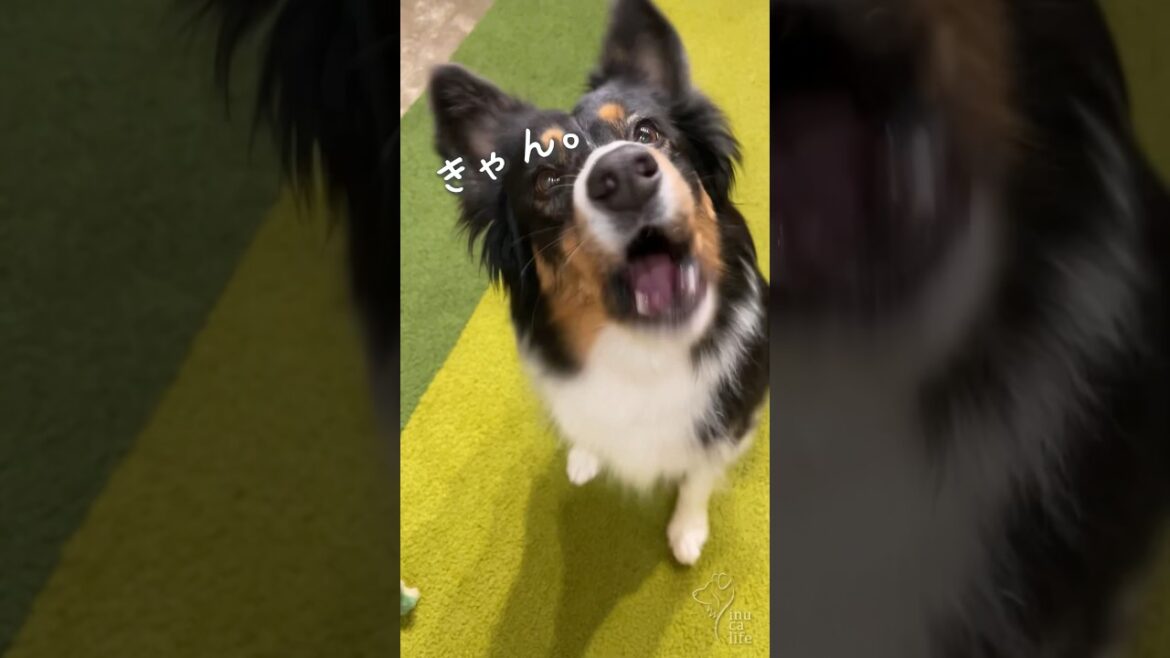 いろんな「ワンっ！」でお話しするオゥシーが可愛い　#オーストラリアンシェパード #ボーダーコリー #dog