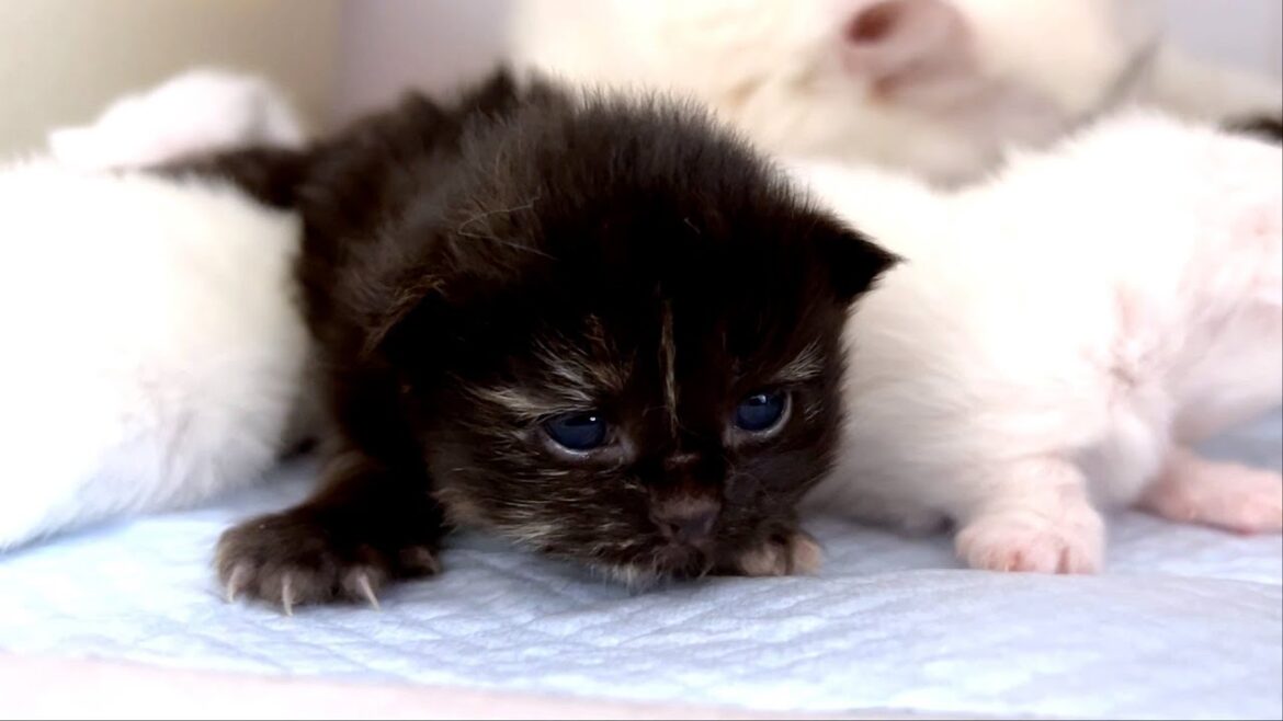 【マンチカンの子猫】子猫達が開眼し始めたのでご紹介な件 ～猫のいる生活Vol.877～出産動画 マンチカン短足・ミヌエット・ペルシャ猫専門ブリーダー『ペット蔵人』【子猫の成長記録】