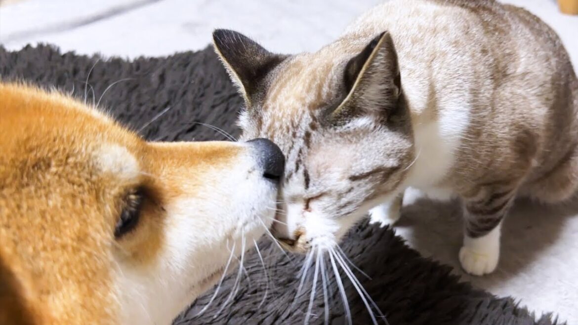 甘えたい時う~んって鳴く猫が可愛すぎます 甘えたい時う~んって鳴く猫が可愛すぎます