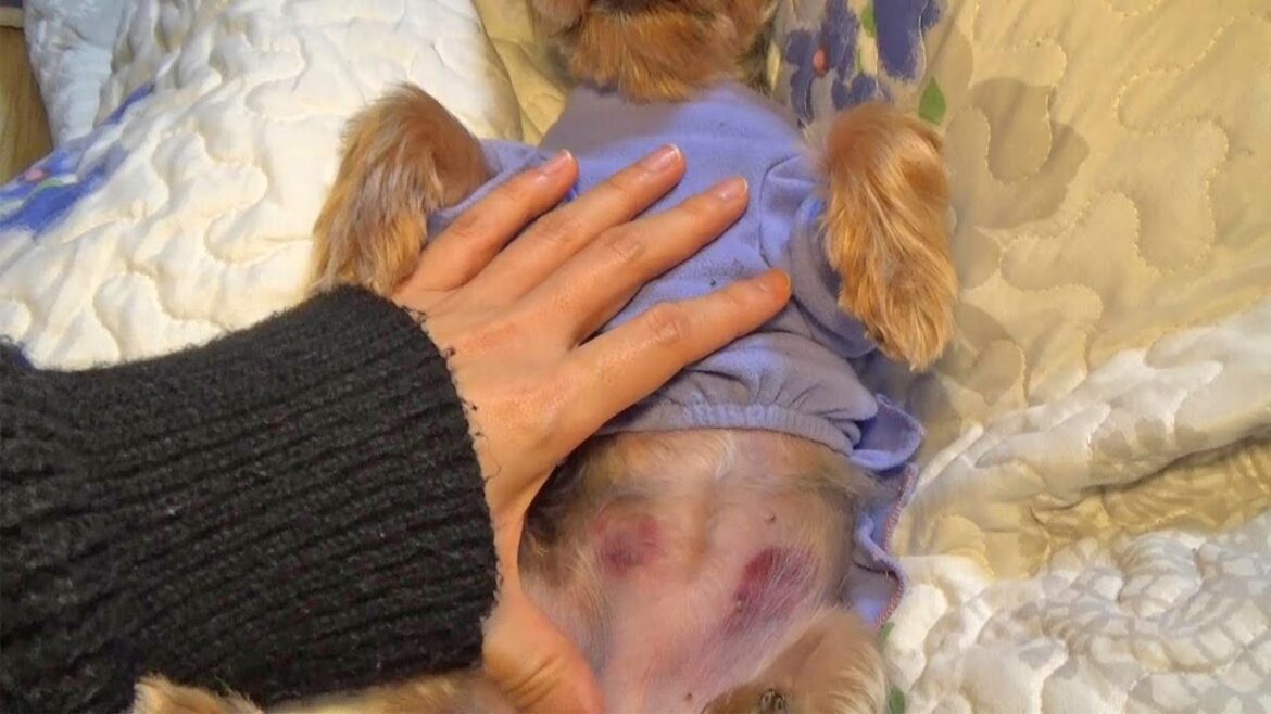 【ヨークシャテリア】お腹に原因不明のアザ【Yorkshire Terrier】
