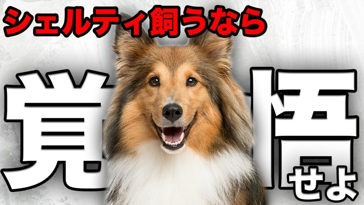 【解説】迎える前に1度見て！シェットランド・シープドッグの魅力や注意点について教えます！