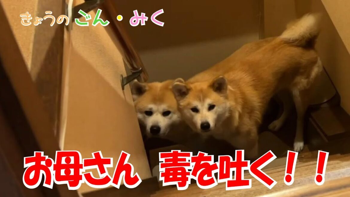 お母さん　毒を吐く！！　今日のごん・みく♡　秋田犬【ごん・みく チャンネル】