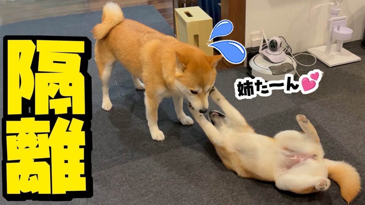 ウザ絡みがひどい妹子犬を隔離すると姉柴犬が予想外の行動に… ウザ絡みがひどい妹子犬を隔離すると姉柴犬が予想外の行動に…
