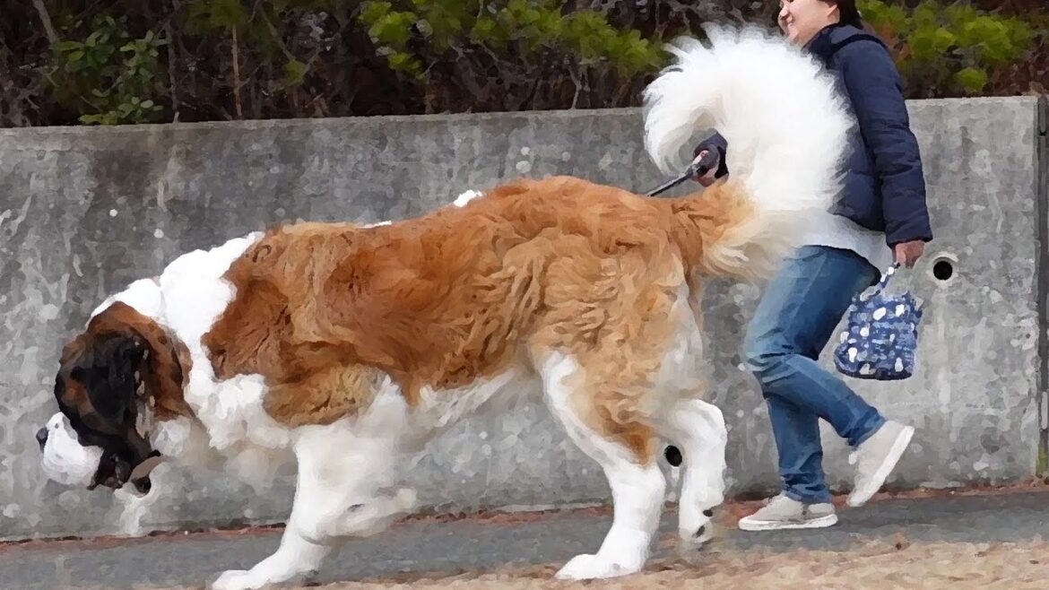 セントバーナード　ベルが散歩で丸まった　Saint Bernard　保護猫たまちゃんが、ぽんに急接近！　平凡なセントバーナードの日記