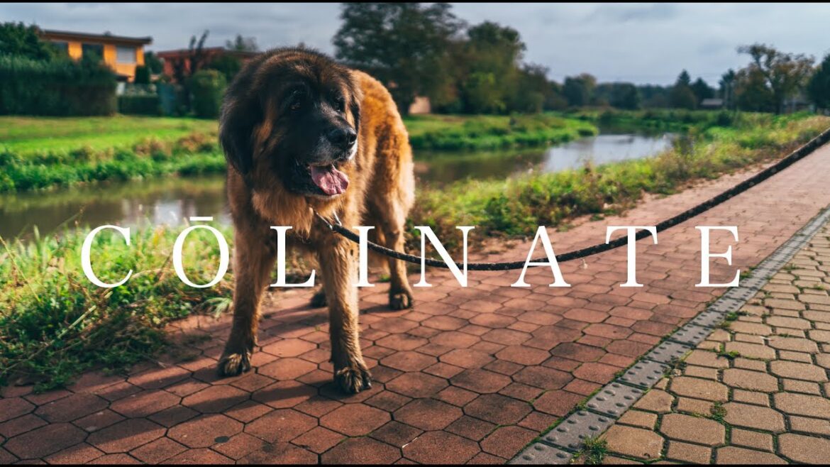 LEONBERGER（レオンベルガー） By COLINATE/コーリネイト