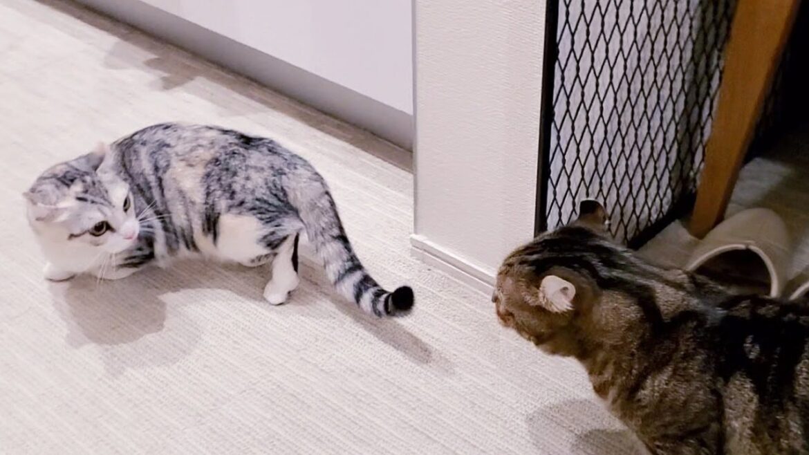 子猫と先住猫の初対面は予想外の出来事ばかりてした  #64