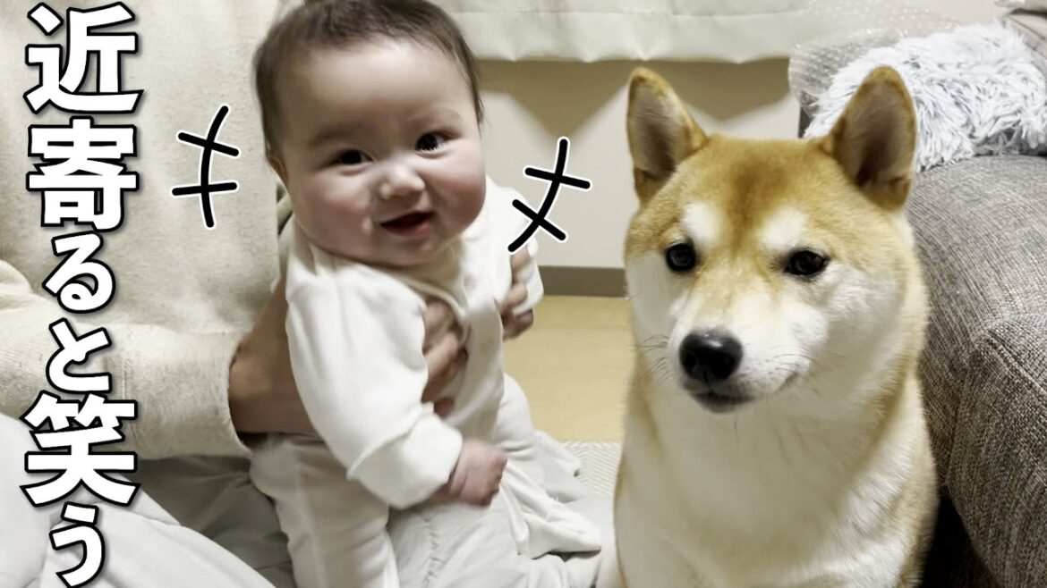 柴犬の存在に気づき始めた生後4ヶ月の赤ちゃん 柴犬の存在に気づき始めた生後4ヶ月の赤ちゃん