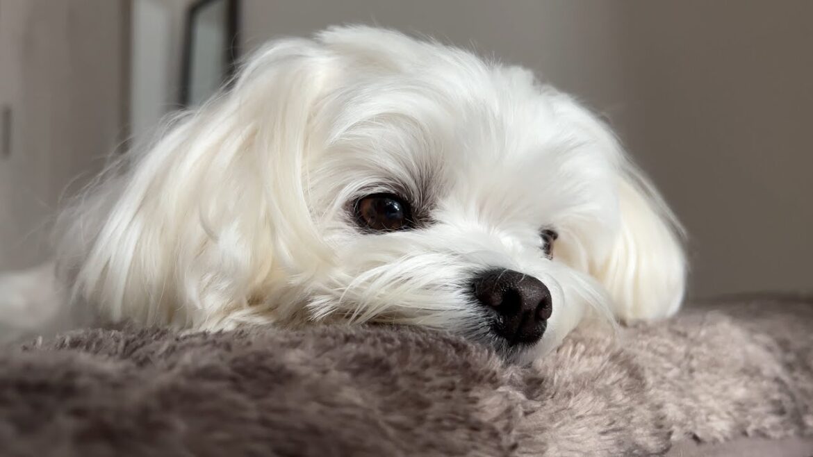 絶対に寝癖をなおされたくない犬がちょっと可愛すぎるかも【マルチーズ】