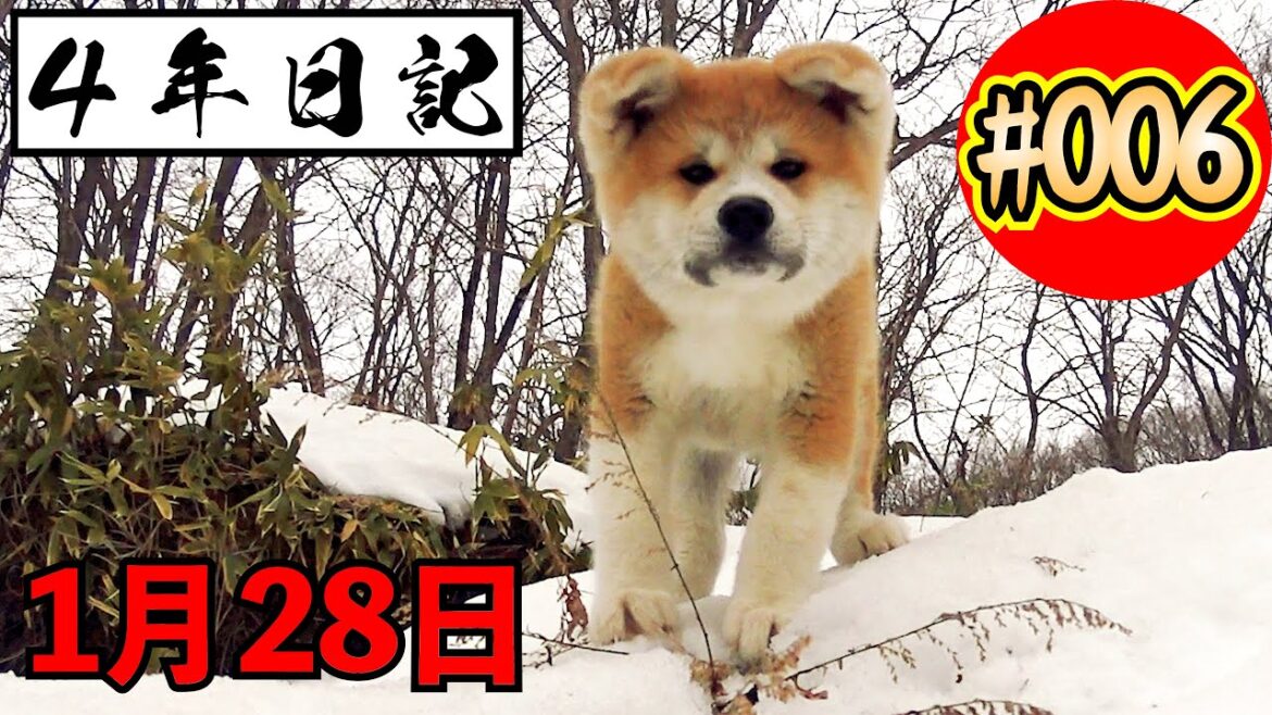 ★４年日記★〖＃6〗 秋田犬の成長の記録 １月２８日 【びしゃもん】