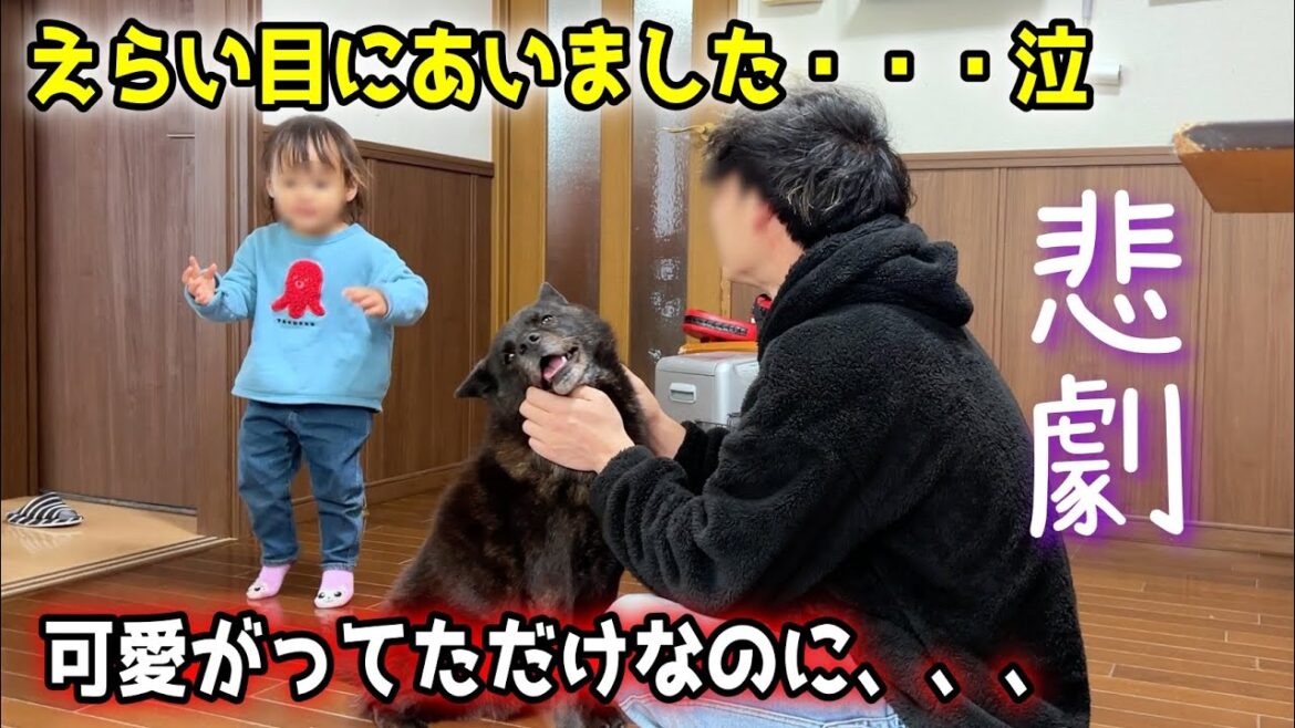 甲斐犬一休を可愛がってたら、えらい目にあいました・・・泣