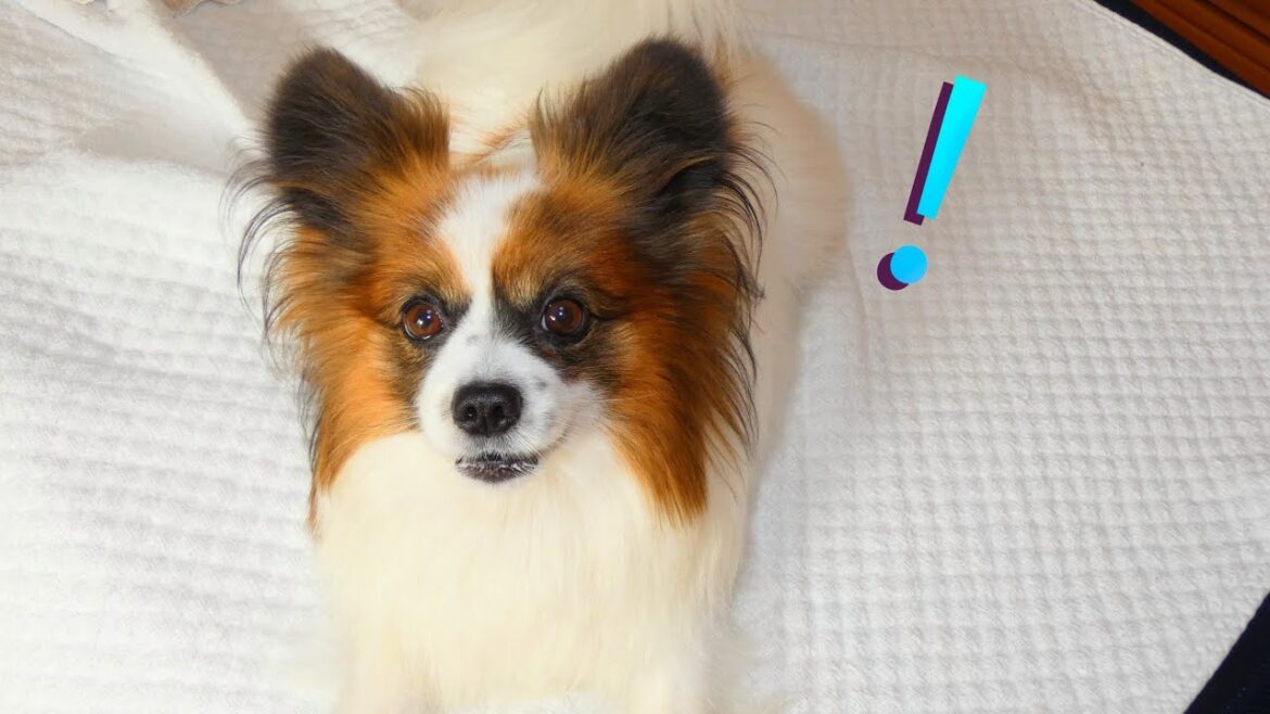 【パピヨン】いないいないばあっして遊んでみたときのパピヨン犬の反応がこちらです