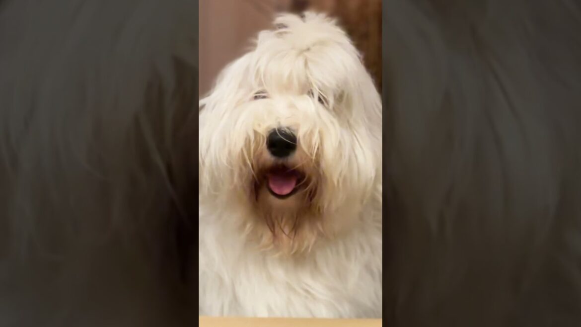 箱入り犬の可愛さは最上級だった🫶🫶#shorts #オールドイングリッシュシープドッグ