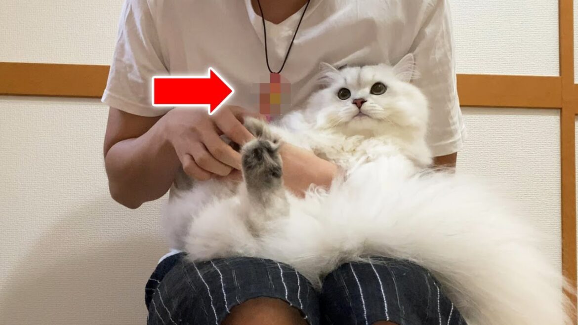 猫が寄ってくるチョーカーを作りました！【ペルシャ猫 チンチラシルバー】