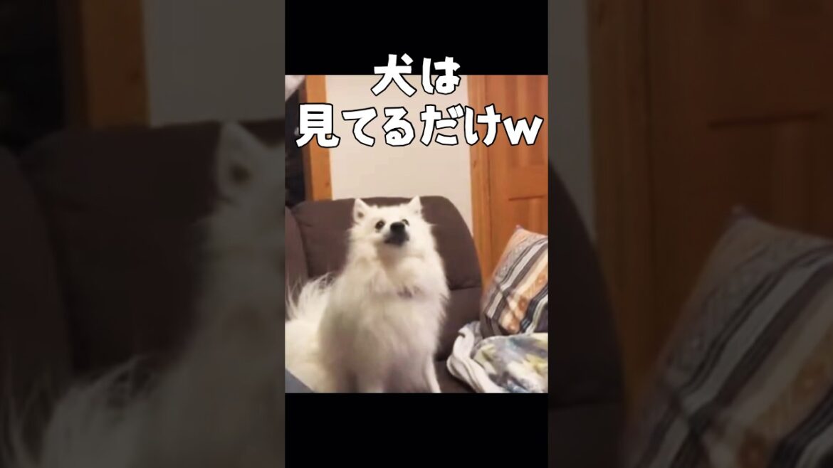 飼い主が不器用なのでちゃんと遊べない　#japanesespitz #日本スピッツ #shorts