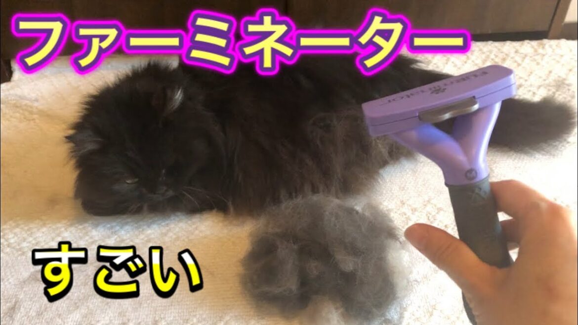 【ファーミネーター】大型長毛猫、はじめて使ってみたら冬毛がごっそり。 【ファーミネーター】大型長毛猫、はじめて使ってみたら冬毛がごっそり。