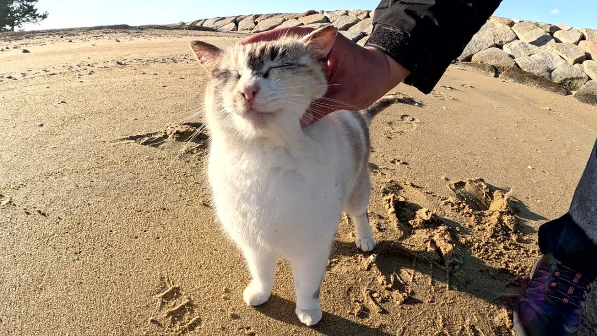 美しいシャムミックス猫が砂浜で人間とたわむれる