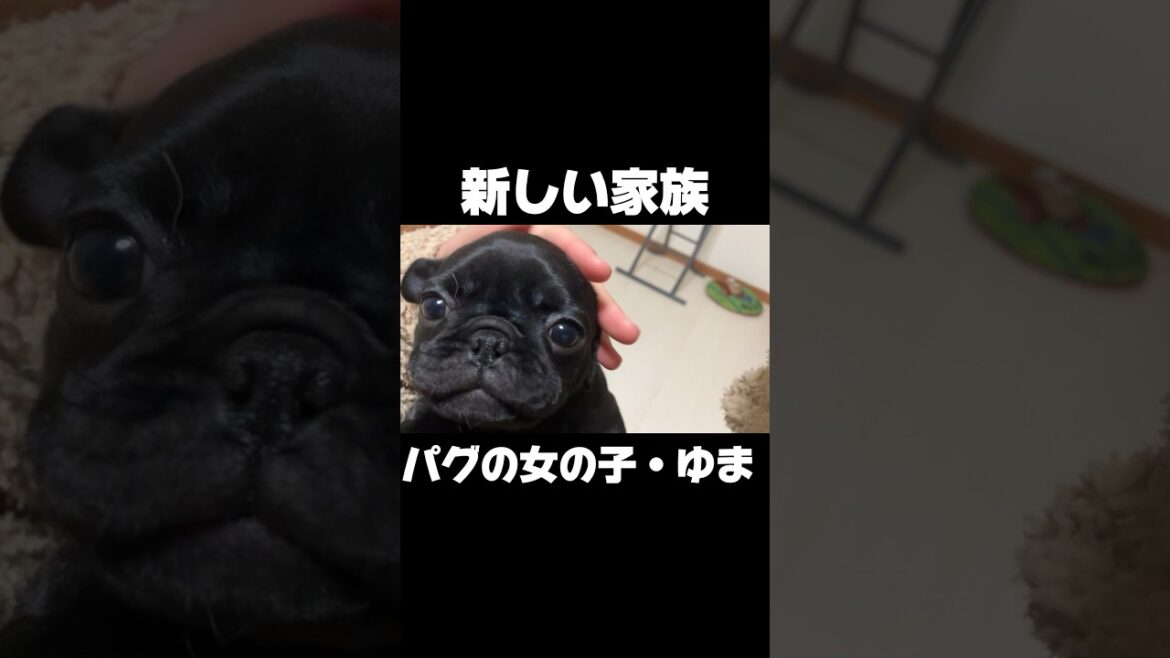 【生後60日】黒パグの子どもをお迎えしたよ！
