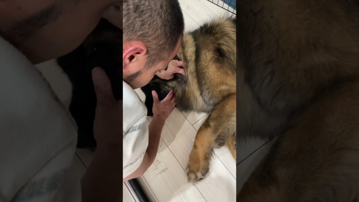 【超大型犬】　ショート 耳掃除　Leonberger　レオンベルガー ＃Shorts #dog #犬のいる暮らし #大型犬との暮らし＃大型犬