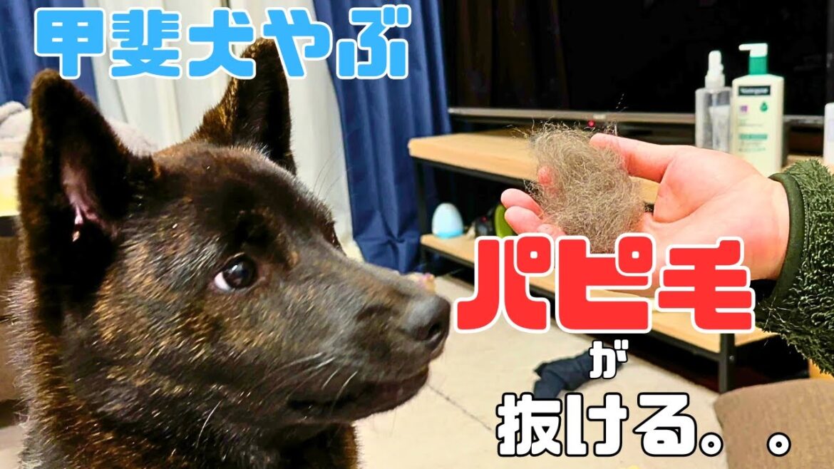 【甲斐犬】換毛期？子犬やぶ、大量の毛が抜ける...！