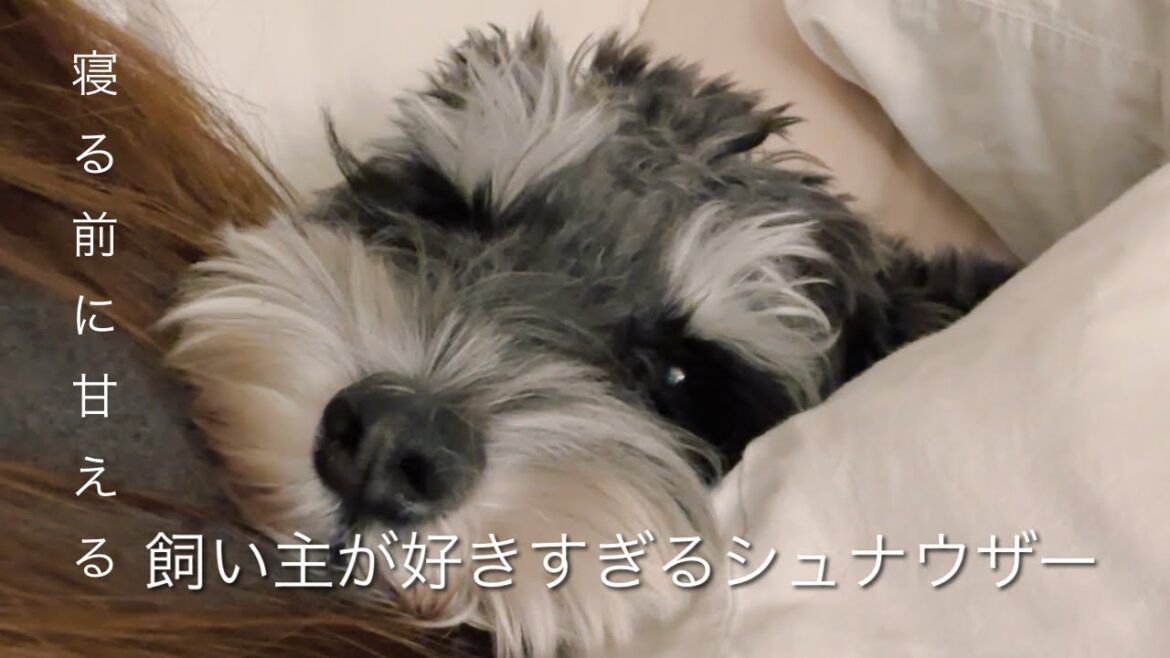 【メロメロ】寝る前に甘えたくなる愛犬があざとすぎた❤︎ミニチュアシュナウザーって甘えん坊