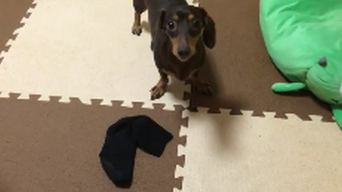 ミニチュアダックスフンド 全力で振り回す犬Dog wielding miniature dachshund best『ミニチュアダックス3姉妹物語』