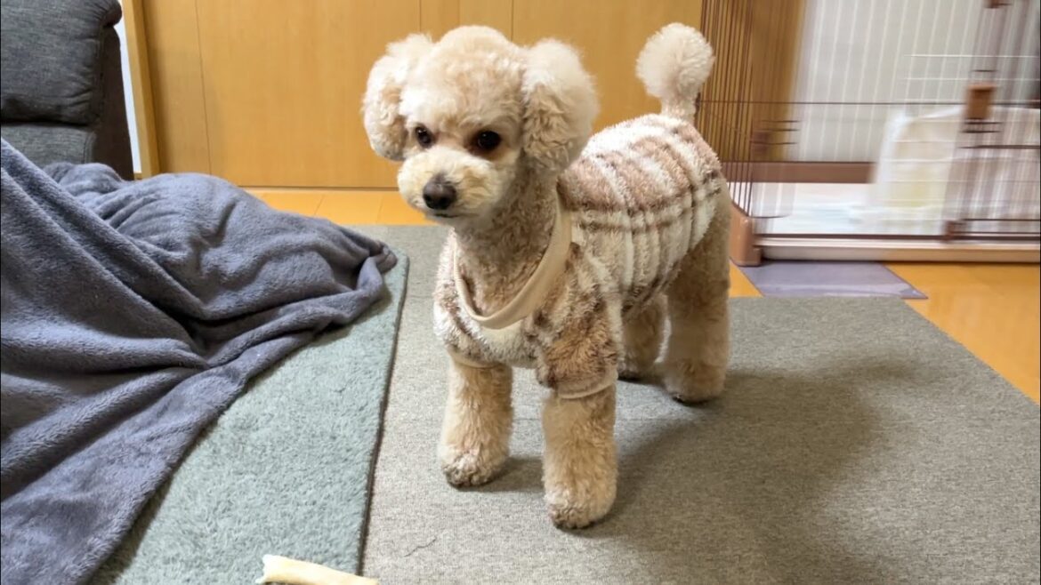 大好きなボールを隠されて途方に暮れる大きいトイプードル【デカプー】【トイプードルのロアくん】【toy poodle】