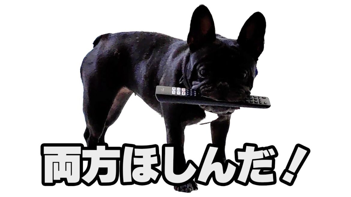 【欲張り】二兎を追うものは一兎も得ずなフレブル