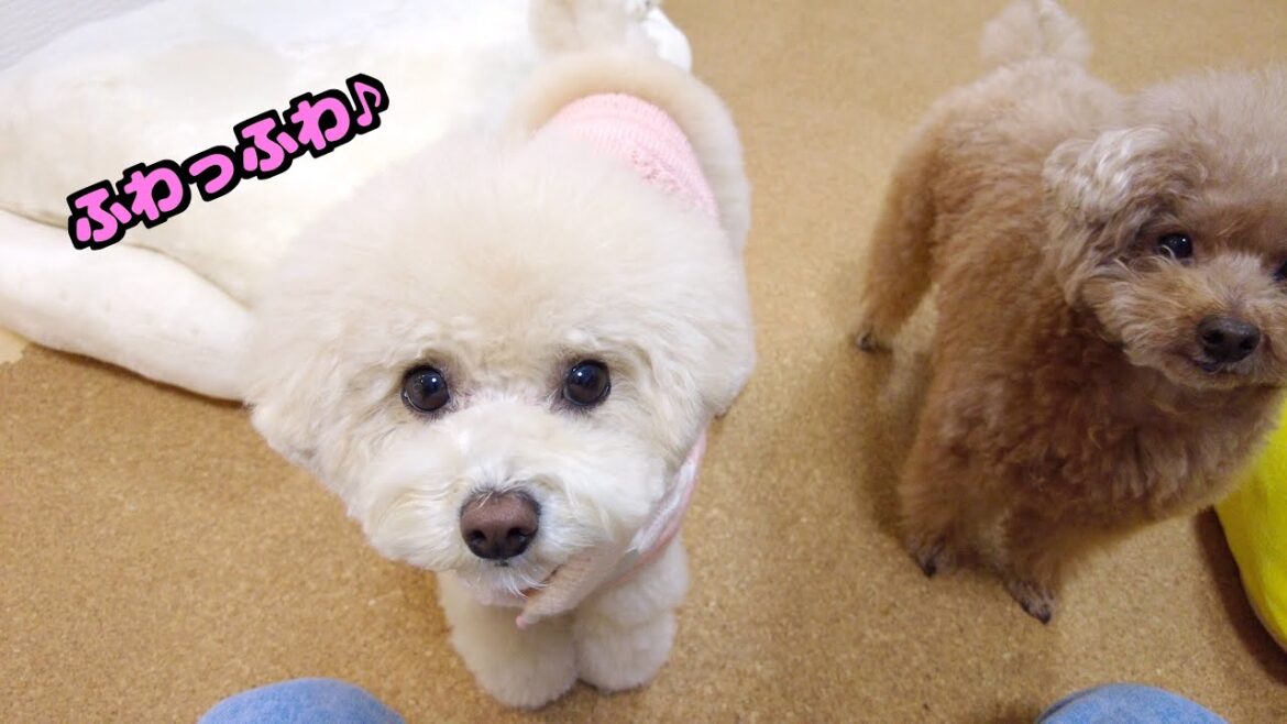 トリミングでふわふわになった妹犬にパパのテンションがw トリミングでふわふわになった妹犬にパパのテンションがw