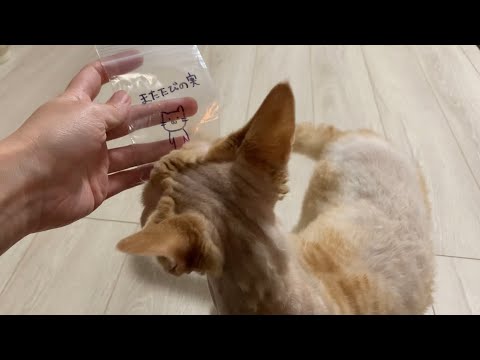 デボンレックス兄はまたたびに興味津々です(Devon Rex cat interested in Matatabi seed (something like a catnip)) デボンレックス兄はまたたびに興味津々です(Devon Rex cat interested in Matatabi seed (something like a catnip))