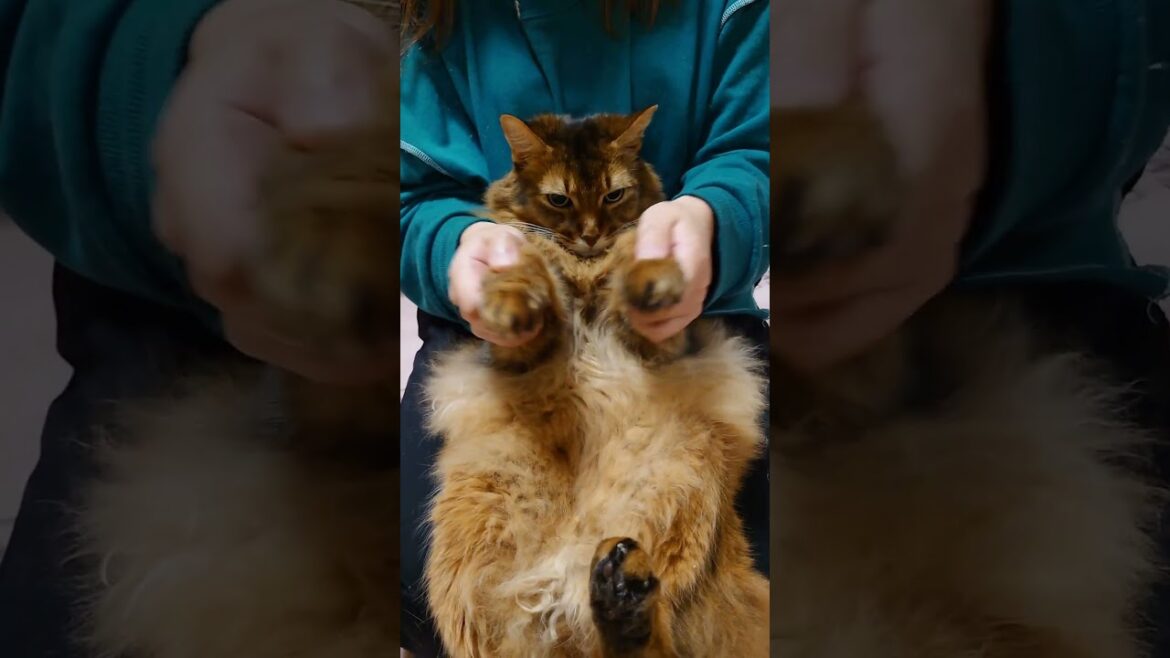 姉さんに遊ばれてしまったソマリ（猫）