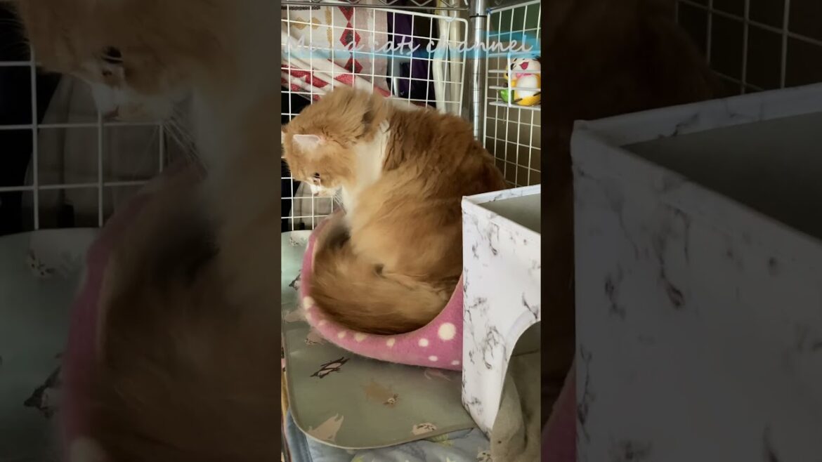 これは待ち伏せ？ #shorts  #猫 #アメリカンカール #cat