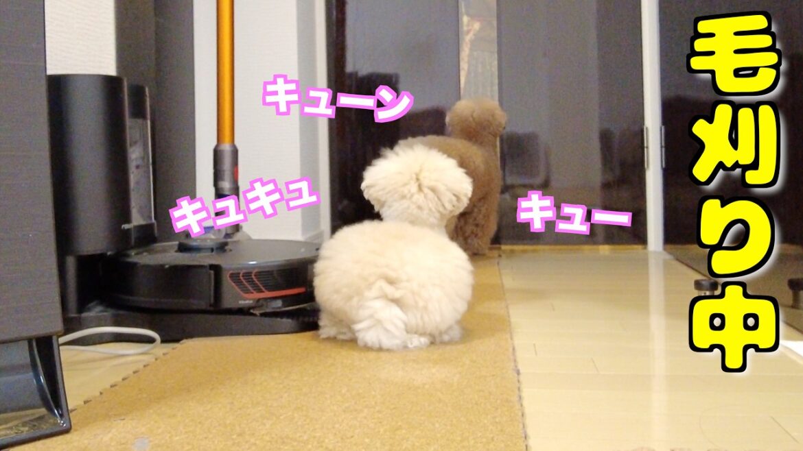 パパが自宅でバッサリ髪を切ったら愛犬の反応が…笑 パパが自宅でバッサリ髪を切ったら愛犬の反応が...笑