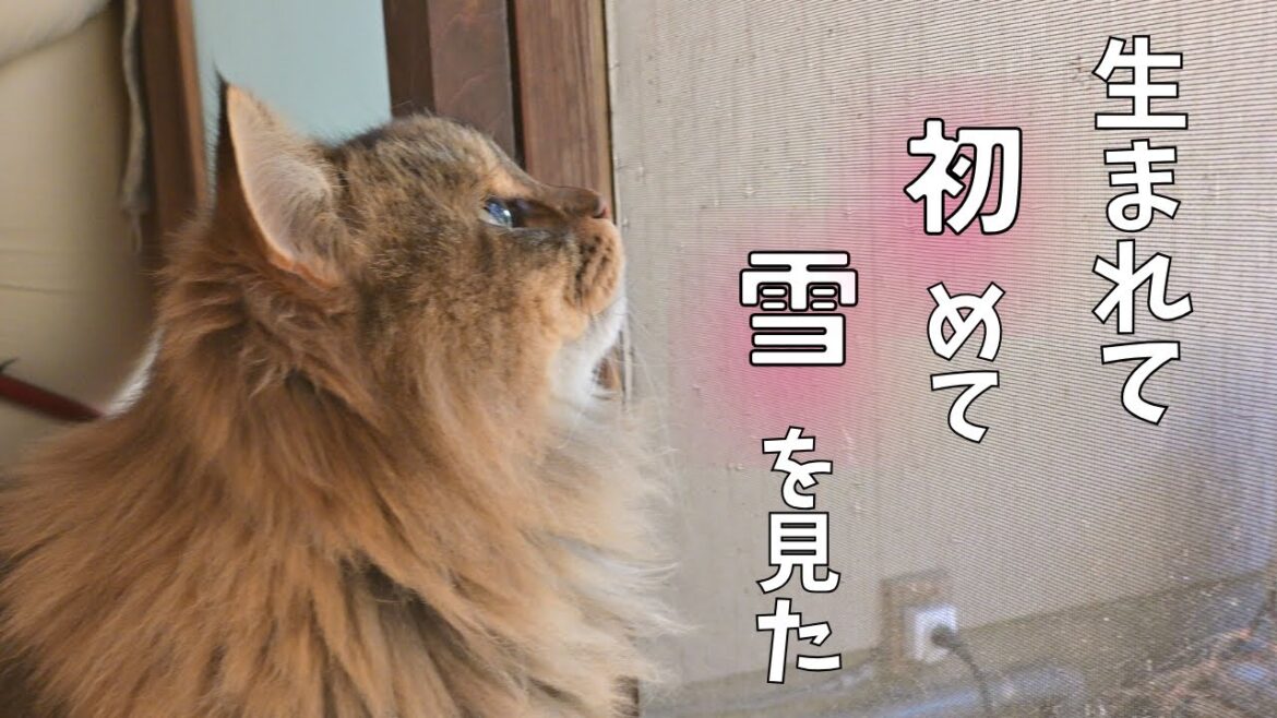 ⛄初めての雪に固まる猫【サイベリアン・４姉弟】
