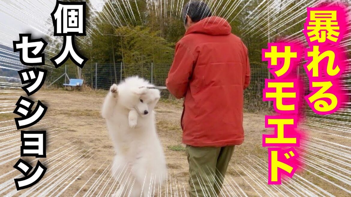 興奮が治らず暴れて噛み付くサモエド