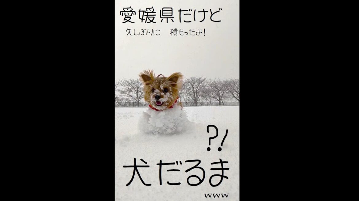 【ノーフォークテリア】コチラ南国雪国～♪