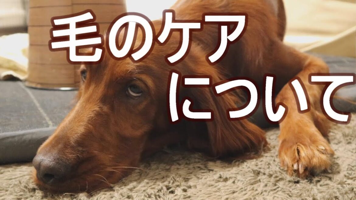 アイリッシュセッターの抜け毛と毛のケアについて